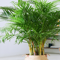 回固散尾葵盆栽客厅绿植大颗夏威夷落地植物室内富贵椰子凤尾竹