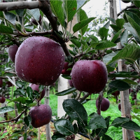 回固黑钻苹果苗嫁接新品种苹果树苗特大南北方种植盆栽地栽当年结果