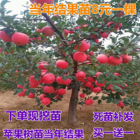 回固冰糖心苹果树苗红富士苹果苗红肉苹果庭院种植盆栽苹果苗当年结果
