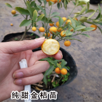 回固绿植带果纯甜食用脆蜜金桔树树苗盆栽地栽南北方小橘子果苗四季金桔苗