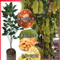 回固菠萝蜜树树苗嫁接泰国红肉干苞海南四季榴莲蜜木菠萝蜜果树苗庭院