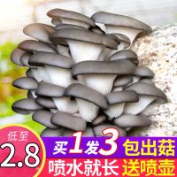 [买一三]蘑菇菌蘑菇种植平菇菌棒香菇菌种菇种家庭食用菌