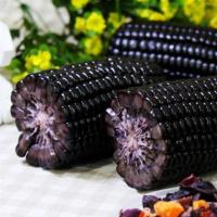 [好礼多多]黑糯4号玉米种子甜玉米种子甜糯玉米蔬菜种子原装