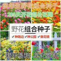 花种子易活波斯菊野花组合种子买二送一四季开花庭院阳台易种花卉