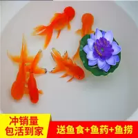 [买1送5]宠物小金鱼观赏鱼冷鱼金鱼苗淡小型鱼