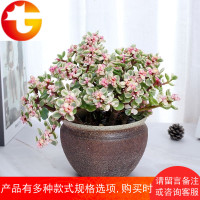 盆栽植物室内花卉雅乐之舞多肉观花办公室四季常青绿植花