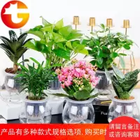 L[家居净化组合]绿植盆栽植物盆栽 室内 花卉盆栽 绿植水培植物