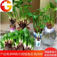 绿植盆栽 滴水观音室内盆栽净化空气吸甲醛绿植水培观叶花卉植物