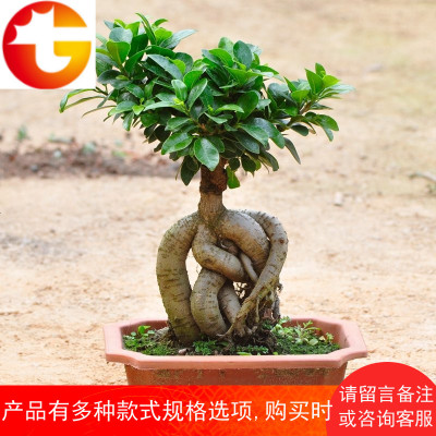 绿植榕树室内桌面小榕树发财树花卉人参榕大型盆景带盆栽