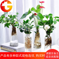 绿萝栀子花常春藤红掌绿植花卉盆栽水培观花植物室内客厅阳台盆景