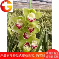 墨兰 黑雪姬 矮种兰花苗 室内办公室花卉绿植盆栽