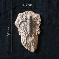 家柏饰(CORATED)史前化石系列冰箱贴 鱼骨甲虫海洋生物艺术装饰摆件另类 A史前海洋生物