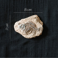 家柏饰(CORATED)史前化石系列冰箱贴 鱼骨甲虫海洋生物艺术装饰摆件另类 H鱼骨