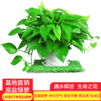 [望春花][180型精品原盆55株绿萝]绿萝盆栽植物花卉办公室净化空气吸收苯 三氯乙烯 甲醛