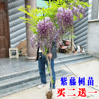 紫藤树苗盆栽四季攀援花卉爬藤绿植物庭院阳台紫藤萝攀爬凌霄花苗