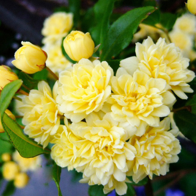 甜蜜红木香花苗浓香四季花卉七里香阳台爬藤蔷薇植物黄木香花盆栽