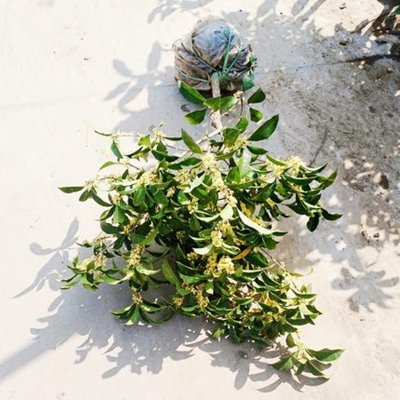 桂花树苗盆栽植物四季桂浓香型丹桂八月金桂带花庭院室内花卉四季