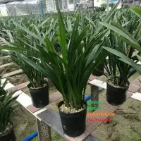 植物盆栽花卉墨兰花苗 大花蕙兰 墨兰 金边墨兰 兰花苗