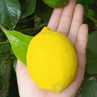 5斤小果（30-35个） 新鲜安岳柠檬5斤新鲜当季水果一二级皮薄香水鲜青柠檬批发甘鲜生