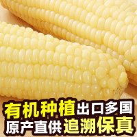 应季有机天勤粒粒新甜糯玉米支粘糯米黏玉米棒_164