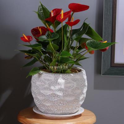 欧式花卉陶瓷植物花盆创意鲜花摆件阳台虎尾兰吊兰花盆大号花卉盆