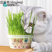 水晶猫水培营养猫种子猫种植套装猫咪去毛球调理肠胃猫零食
