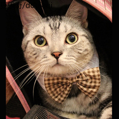 猫咪领结蝴蝶结饰品 帅气装饰宠物配饰饰品狗狗猫咪领结领带