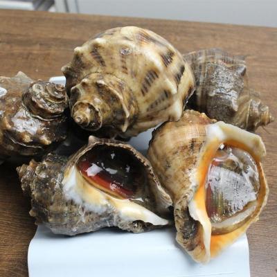 5斤装[鲜活发货]新鲜大海螺鲜活海鲜贝类当天捕捞  1斤