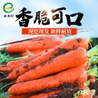 沙地胡萝卜新鲜蔬菜红萝卜 农家现挖现发蔬菜类水果萝卜 5斤大果