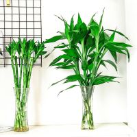 富贵竹竹水养水培植物室内客厅绿植花卉盆栽观音竹