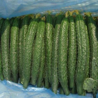 农家 新鲜蔬菜黄瓜天然应季生吃黄瓜脆嫩带刺青瓜 1斤
