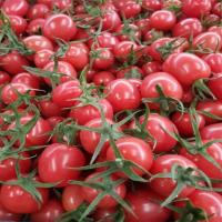圣女果樱桃小番茄果农家小西红柿蔬菜新鲜水果小番茄精选大果5斤