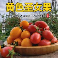 黄金圣女果小西红柿新鲜蔬菜樱桃小番茄非千禧小柿子 3斤红黄混合