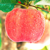 苹果水果新鲜当季带应季萍果陕西红富士冰糖心丑苹果整箱 5斤 75mm(含)-80mm(不含)