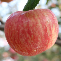 湛航 烟台红富士苹果新鲜脆甜冰糖心山东苹果水果整箱批发3斤/5斤/10斤
