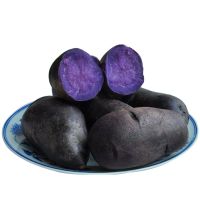 湛航 甘肃黑土豆新鲜紫土豆 特产紫色马铃薯含花青素蔬菜乌洋芋