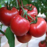 湛航 自然成熟新鲜现摘沙瓤西红柿生吃番茄产地直销批发