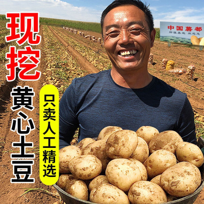 新鲜黄心土豆批发价马铃薯蔬菜本地土豆现挖现发洋芋