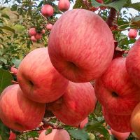 [现发]新鲜脆甜陕西洛川纸袋红富士苹果苹果整箱子5斤 10斤(带箱子9.5-10斤)斤冰糖心 苹果