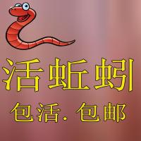 大平二号红蚯蚓 鱼饵料垂钓鱼用品龟粮鱼食活蚯蚓