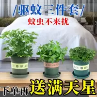 驱蚊草盆栽碰碰香阳台室内驱蚊驱虫植物除甲醛净化空气绿植盆栽