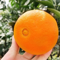 爱媛38果冻橙手剥橙皮薄多汁纯甜无渣可以挖着吃的橙子当季水果柑橘橘子非赣南脐橙