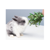 紫花苜蓿荷兰猪兔子饲料苜宿幼兔粮干龙猫粮食2斤