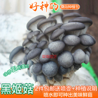 蘑菇菌包 香菇菌包 食用菌菌包 黑姬菇