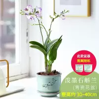 古达石斛兰花卉观花植物室内花绿植花卉盆栽阳台植物石斛兰盆栽带花 青瓷花盆[泼墨石斛兰] 带盆栽好