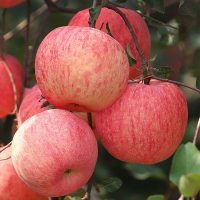 [3斤品尝装]坏果包赔 红苹果红富士现摘脆甜新鲜水果