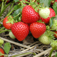 阳台室内莓苗盆栽爬藤家庭植物奶油莓四季种植弹痕当年结果 章姬草莓[10颗] 15cm以下