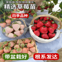 奶油草莓苗盆栽带盆带土种籽子可红颜弹痕四季结果阳台种植苗秧