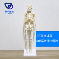 医学人体骨骼模型骨架带肌肉仿真玩具小白全身真人可拆卸正骨医用 A2款加宽底座