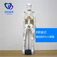 医学人体骨骼模型骨架带肌肉仿真玩具小白全身真人可拆卸正骨医用 B款基础款